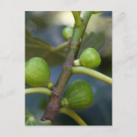 Fruits verts d'un figuier commun