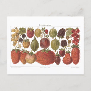 Carte Postale Fruits vintages Berries Antique esthétique