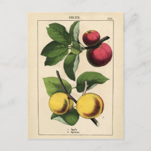 Carte Postale Fruits vintages Impression botanique