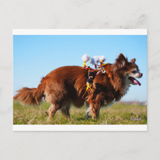 Carte Postale Fubby's die paardrijden op hun honden vriendje.