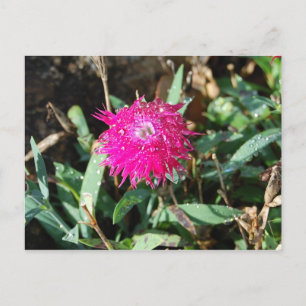 Carte postale Fuchsia