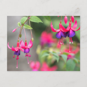 Carte Postale Fuchsia Blossom