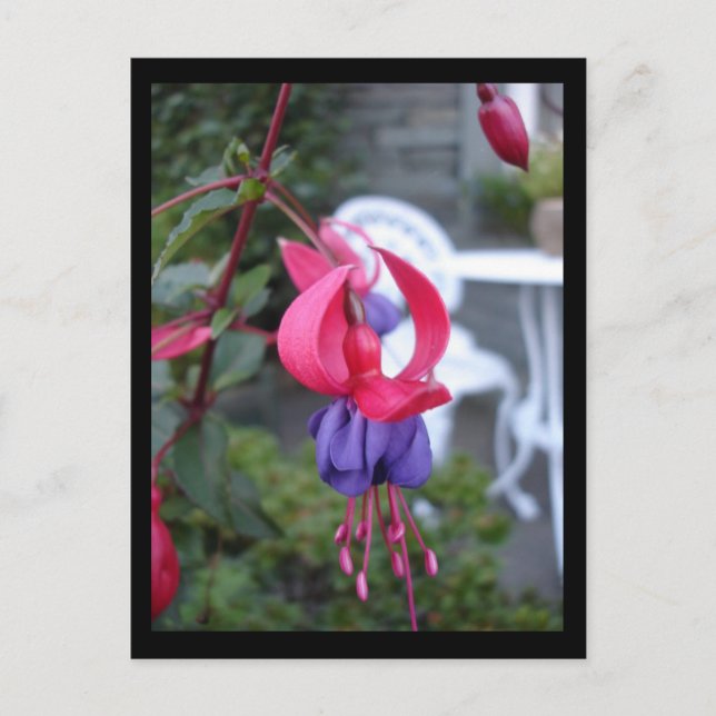 Carte Postale Fuchsia en Ambleside [Carte postale] (Devant)