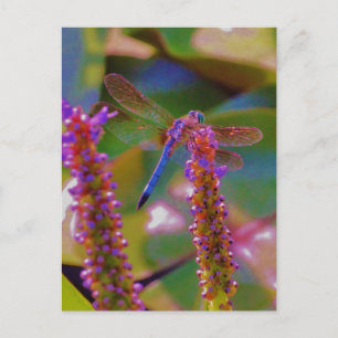 Carte Postale Fuchsia fleur et dragon mouche