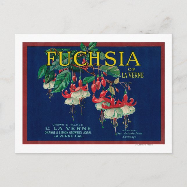 Carte Postale Fuchsia Lemon LabelLa Verne, CA (Devant)
