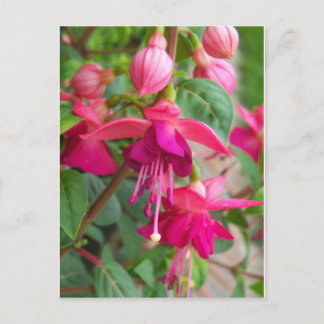 Carte Postale Fuchsia Paula Jane