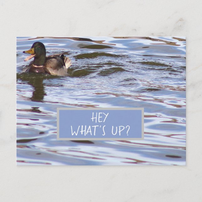 Carte postale Fun Duck (Devant)