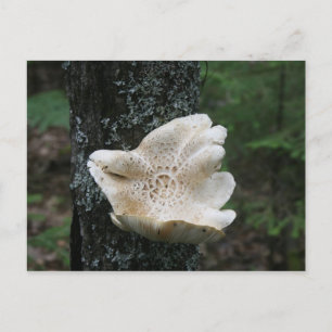 Carte Postale Fungus