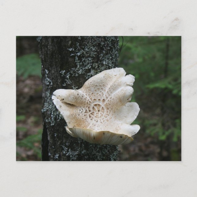 Carte Postale Fungus (Devant)
