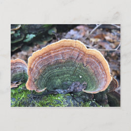 Carte Postale Fungus Arc-en-Ciel