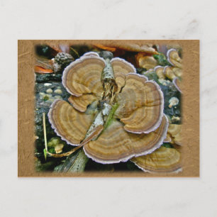 Carte Postale Fungus de la plate-forme pourpre Coordonner les él