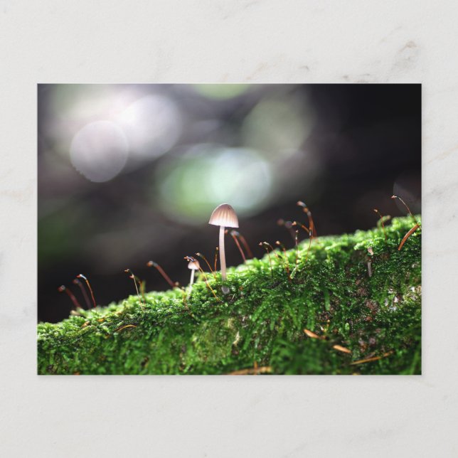 Carte Postale Fungus solitaire (Devant)