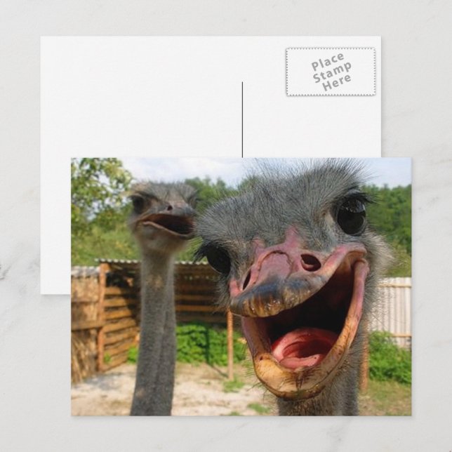 Carte Postale Funky Face Ostrich Couple Photo (Devant / Derrière)