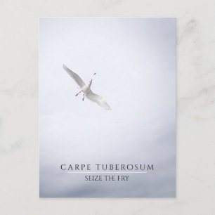 Carte Postale Funky Motivational Seagull Carpe Diem French Fries