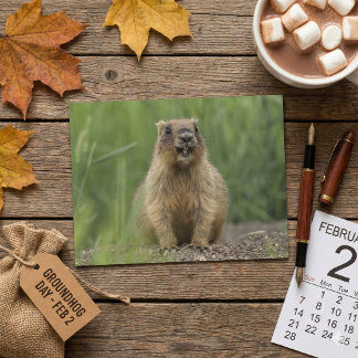 Carte Postale Funny Brown Realistic Groundhog Tongue Out Photo