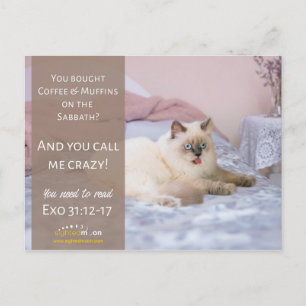 Carte Postale Funny Crazy Cat Humour