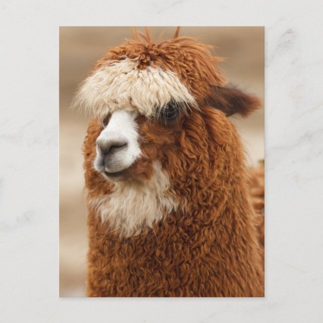 Carte Postale Funny Fuzzy Llama (Devant)