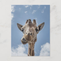 Funny Giraffe Visage Fermer la photographie