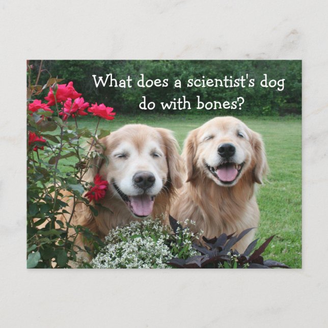 Carte Postale Funny Golden Retriever Barium Scientifique Plaisan (Devant)