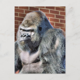 CARTE POSTALE FUNNY GORILLA