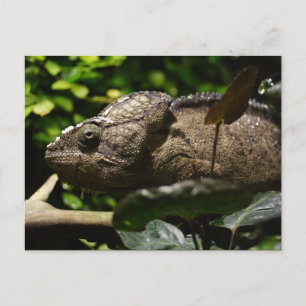 Carte Postale Furcifer oustaleti
