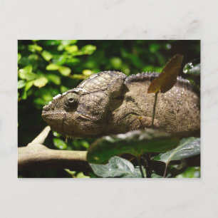Carte Postale Furcifer oustaleti