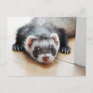 Carte Postale Furet noir adorable
