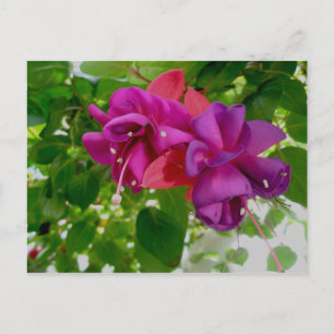 Carte postale Fuschia