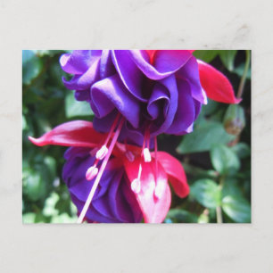 Carte Postale Fuschia 1
