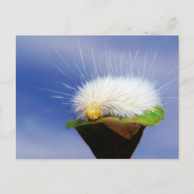 Carte Postale Fuzzy White Caterpillar (Devant)
