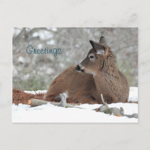 Carte Postale Fuzzy White Quail Deer Fawn /Salutations