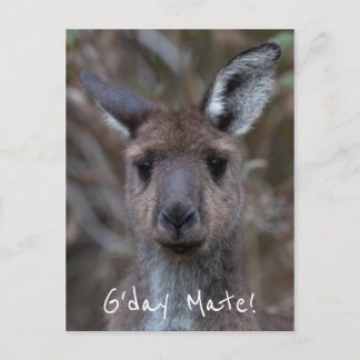 Carte Postale G-Day Mate Kangaroo Australie