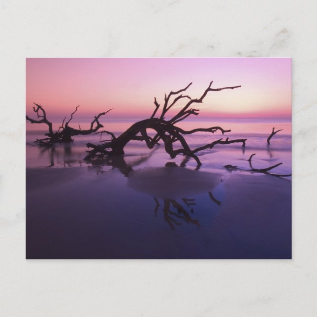 Carte Postale GA Jekyll Island, cimetière d'arbre sur la plage à (Devant)