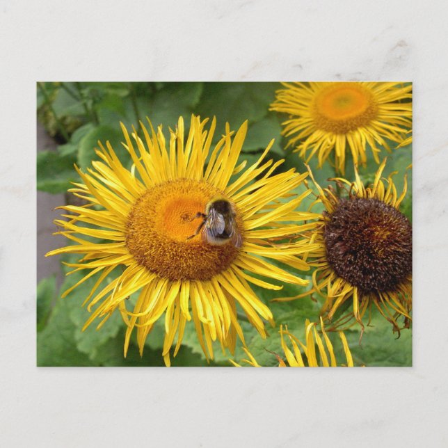 Carte Postale Gaffez l'abeille sur la marguerite jaune (Devant)