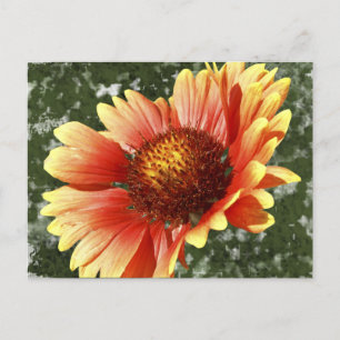 Carte Postale Gaillardia