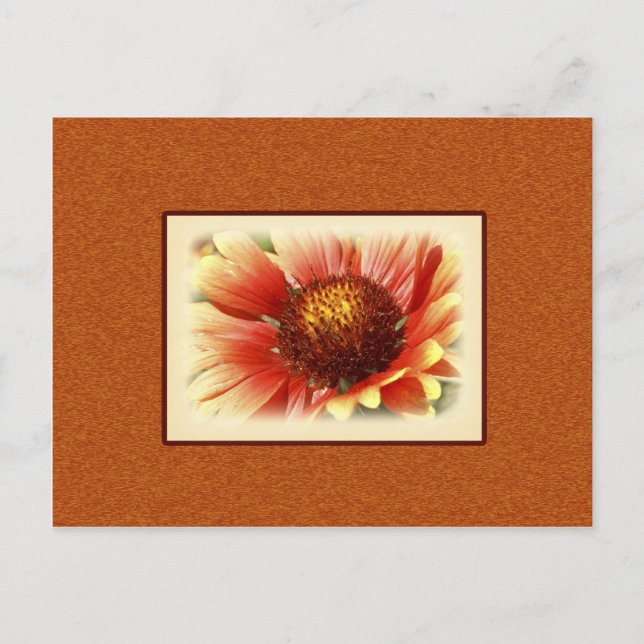 Carte Postale Gaillardia Dentée Sun Photographie Vous Manquez (Devant)