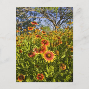 Carte Postale Gaillardia pulchella) fleurs sauvages