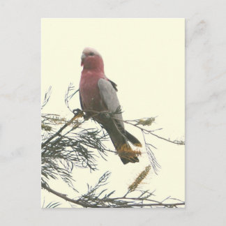 Carte Postale Galah