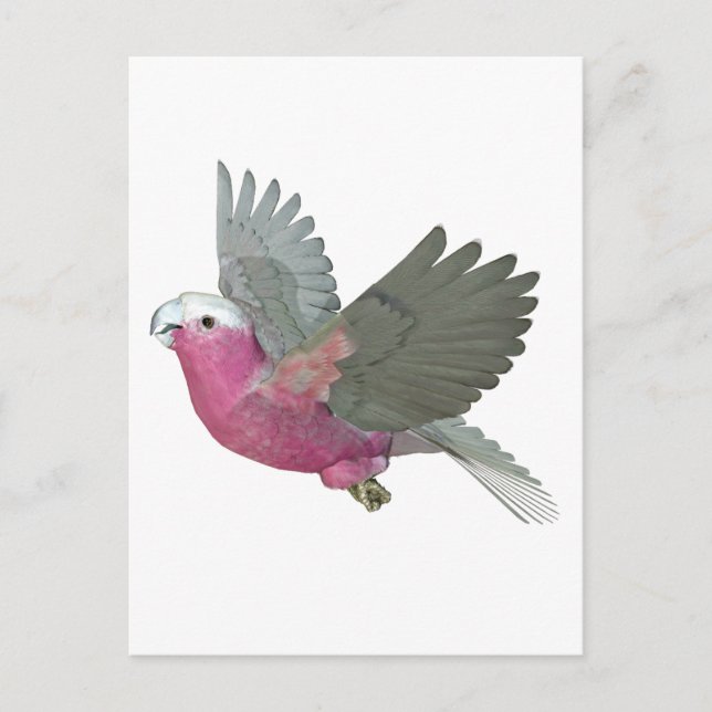 Carte Postale Galah (Devant)