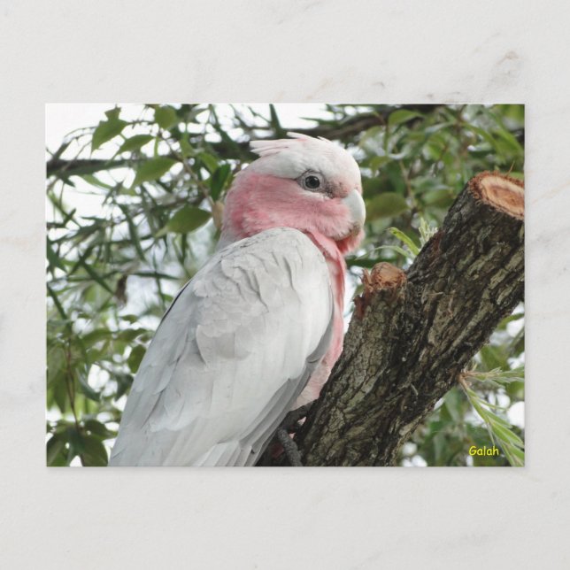 Carte Postale Galah (Cockatoo à poitrine Rose/roseate) (Devant)
