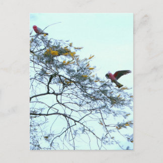 Carte Postale Galahs