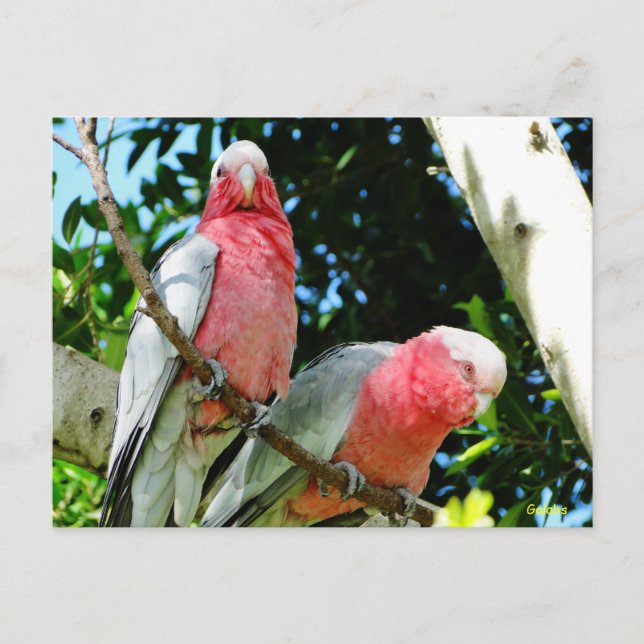Carte Postale Galahs (Cockatoos à poitrine Rose/roseate) (Devant)