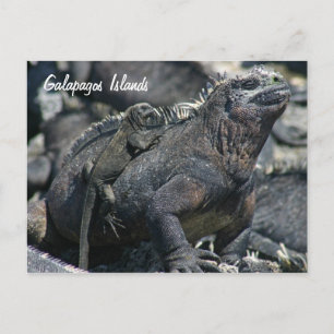 Carte Postale Galapagos Marine Iguana avec bébé