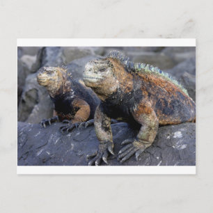 Carte Postale Galapagos San Cristobal