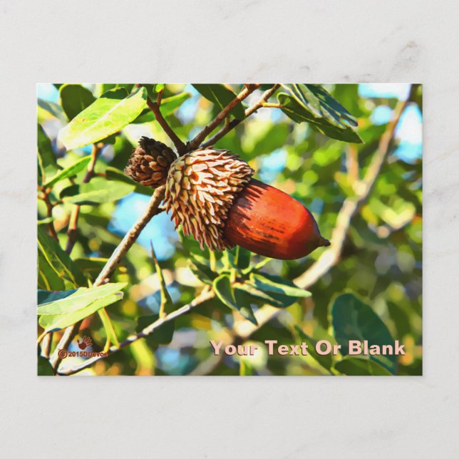 Carte Postale Galilee Acorn (Devant)