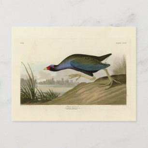Carte Postale Gallinule violette d'Audubon's Birds of America