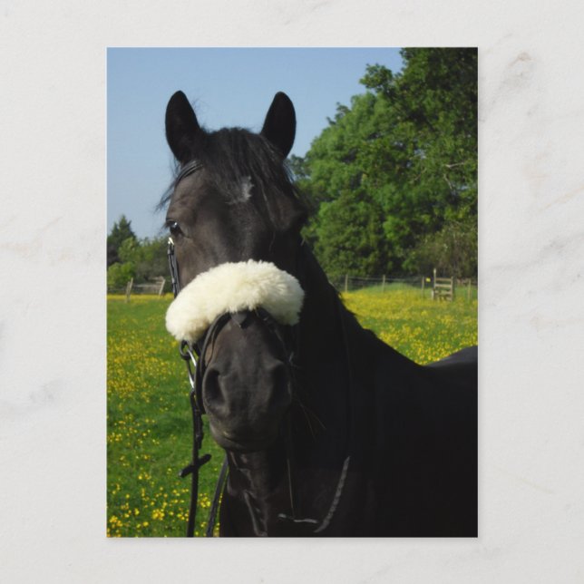 Carte Postale Gallois, section D (Devant)