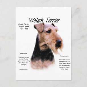 Carte Postale Gallois Terrier Histoire; À propos de Welsh Terrie