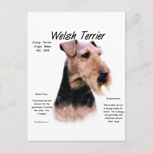 Carte Postale Gallois Terrier Histoire; À propos de Welsh Terrie (Devant)