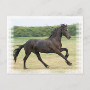 Carte Postale Galloping Friesen